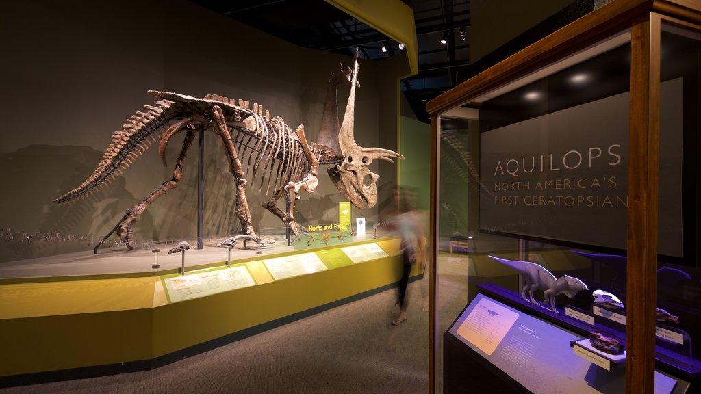 Sam Noble Oklahoma Museum of Natural History showing interior views