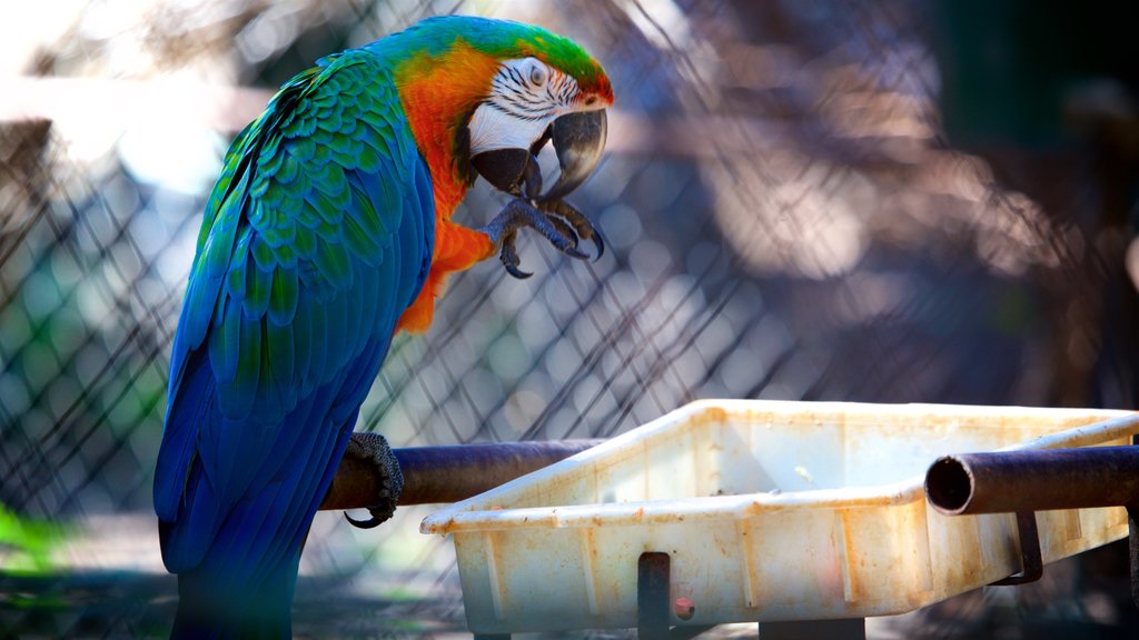 Foresta di Jequitibas caratteristiche di animali da zoo e volatili