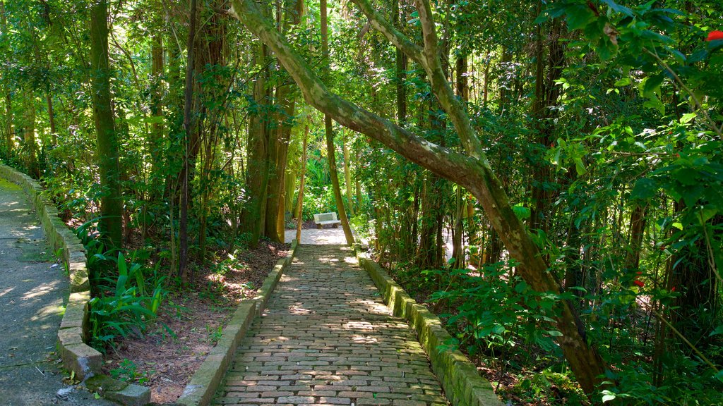 Jequitibas Forest which includes forest scenes and a garden