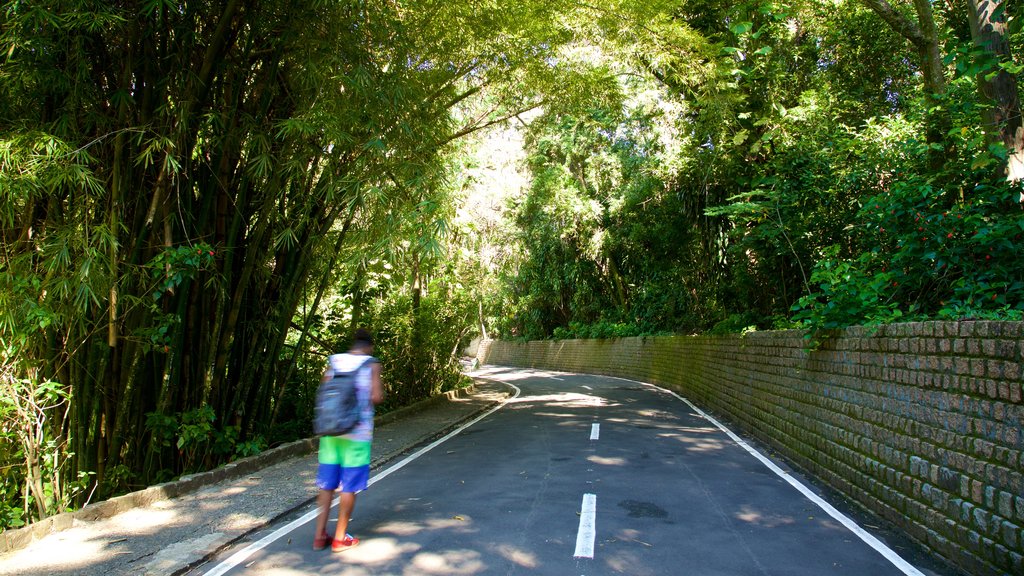 Jequitibas Forest featuring a garden and hiking or walking as well as an individual male