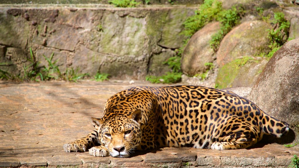 Forêt de Jequitibas mettant en vedette animaux dangereux, animaux de zoo et animaux terrestres