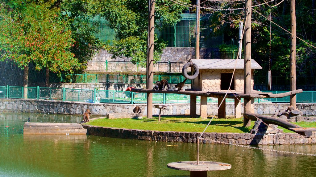 Foresta di Jequitibas mostrando laghetto e animali da zoo