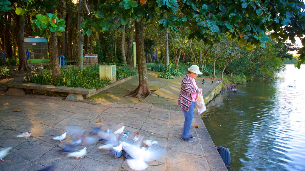 Taquaral Lake featuring a pond and bird life as well as an individual female