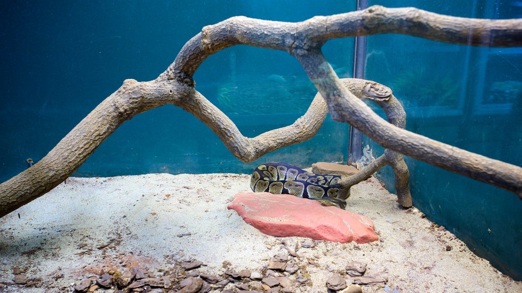 Municipal Aquarium featuring marine life and interior views