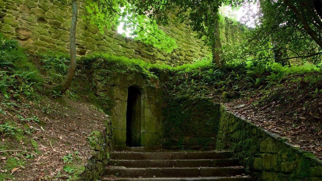 Castillo de la Mota ofreciendo escenas forestales y elementos del patrimonio