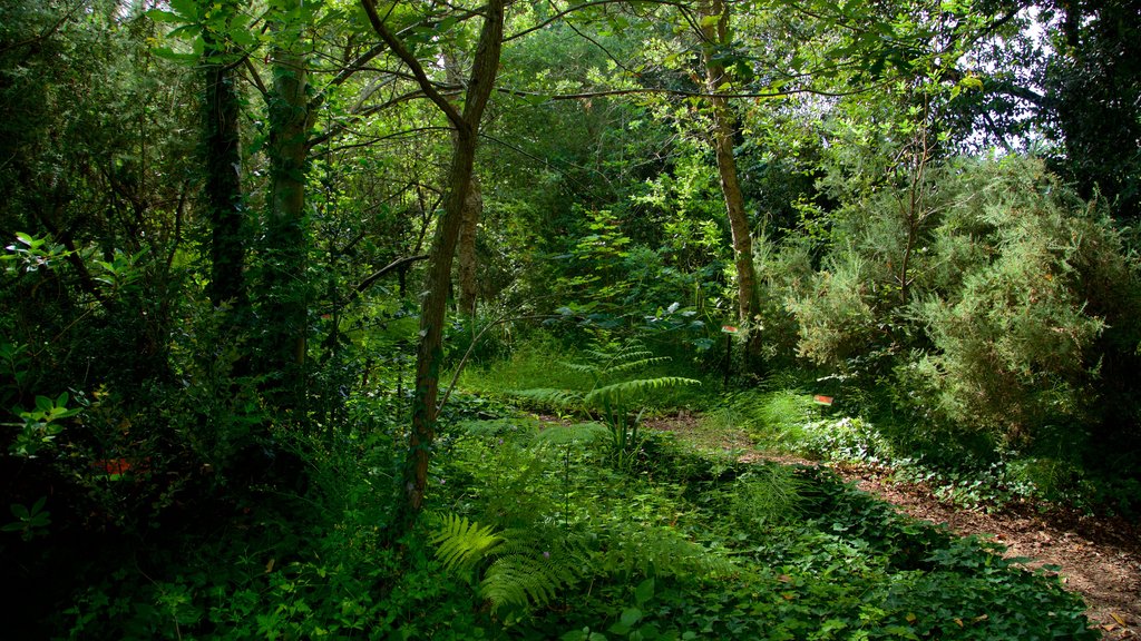 Jardín Botánico Atlántico showing a park and forest scenes