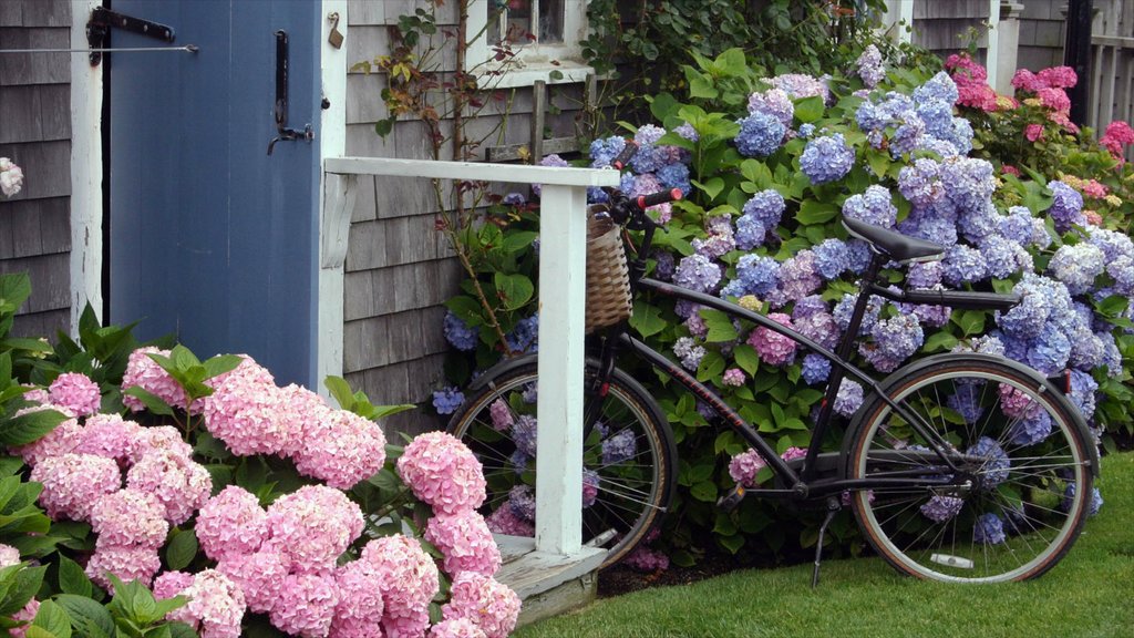 Nantucket showing flowers, a house and a garden