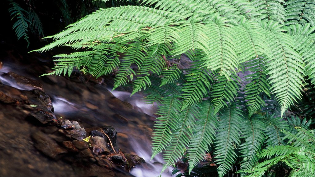 Manawatu - Wanganui showing forest scenes and rapids