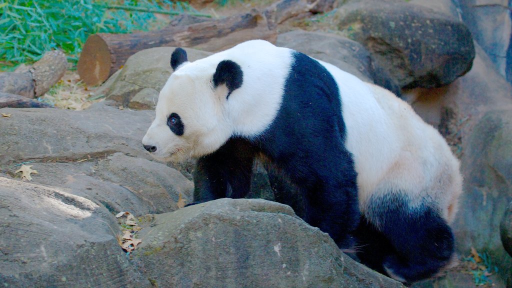 Zoo Atlanta som omfatter dyr fra zoologisk have