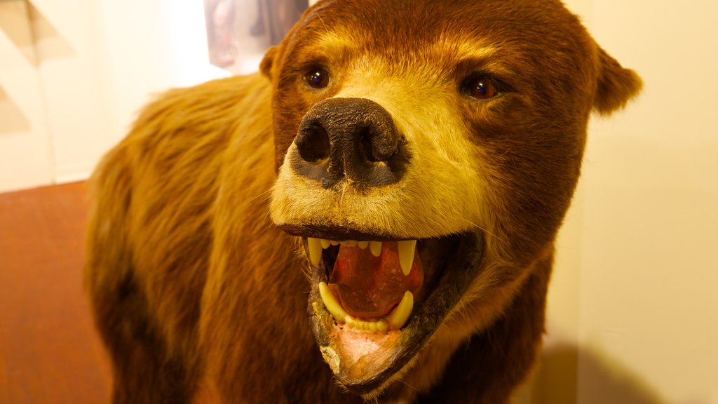 Pacific Grove Museum of Natural History