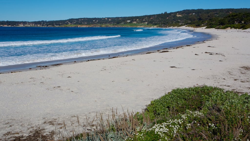 Playa Carmel que incluye vistas de paisajes, escenas tropicales y una playa de arena