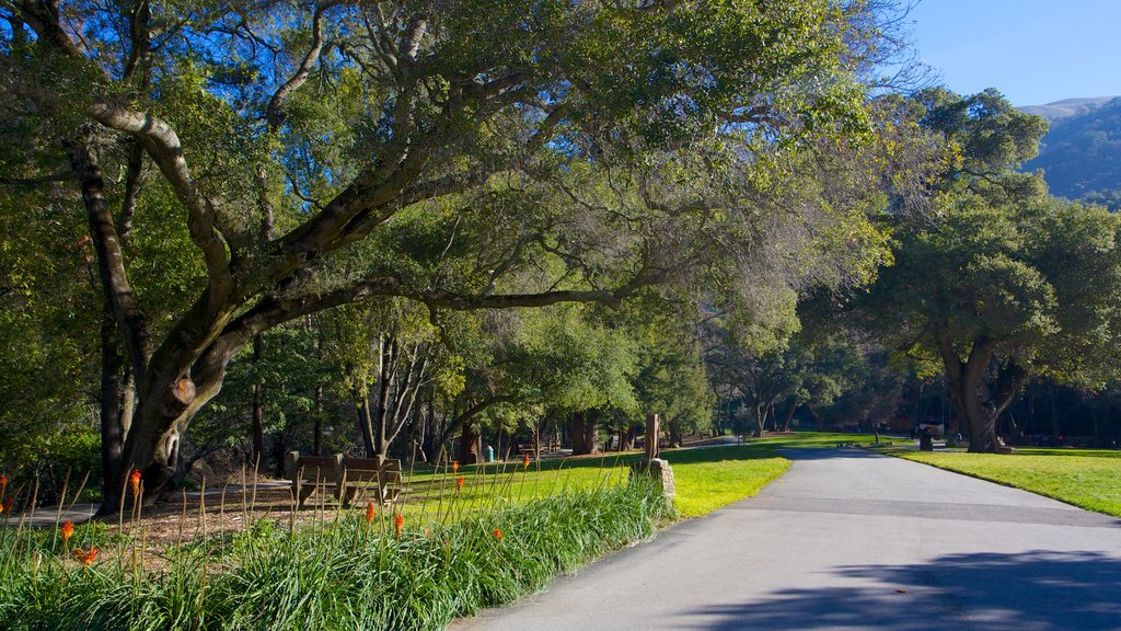 Alum Rock Park featuring a park and landscape views