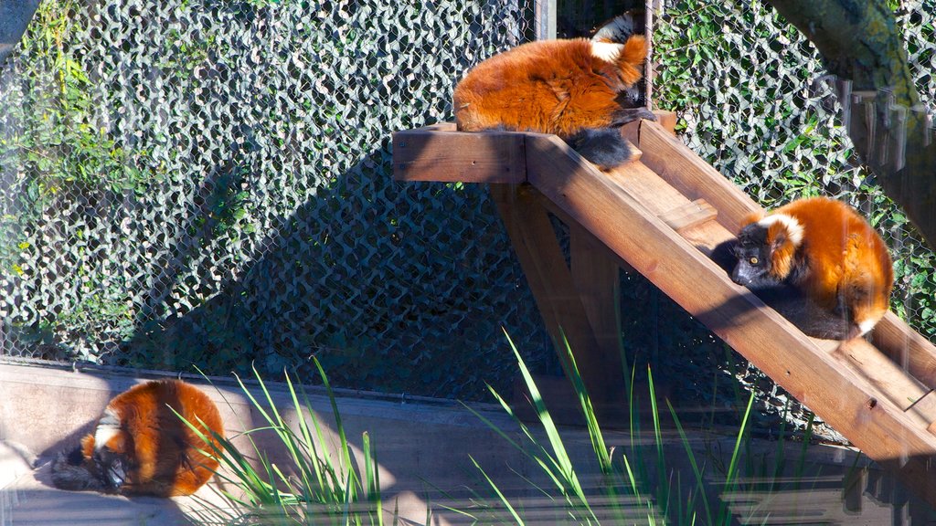 Parque y zoológico Happy Hollow ofreciendo animales tiernos y animales del zoológico