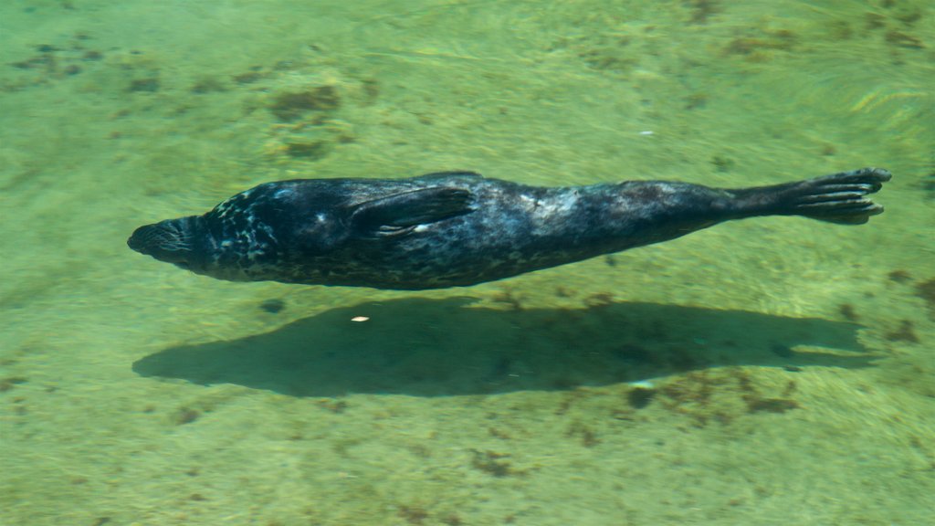 Magdalena Peninsula which includes marine life