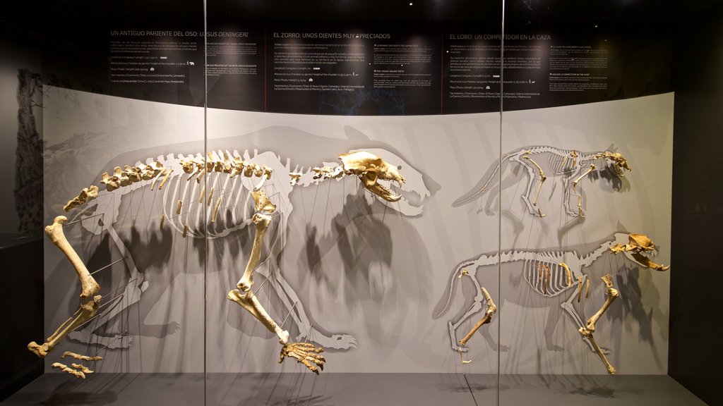 Museum of Prehistory and Archaeology of Cantabria featuring interior views