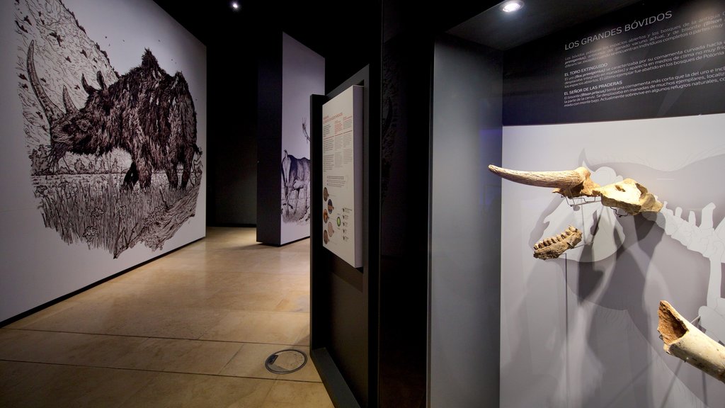 Museo de Prehistoria y Arqueología de Cantabria mostrando vistas interiores