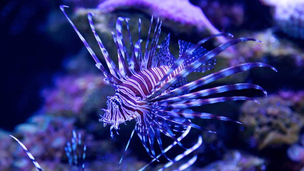 Acuario interactivo de Cancún mostrando vida marina