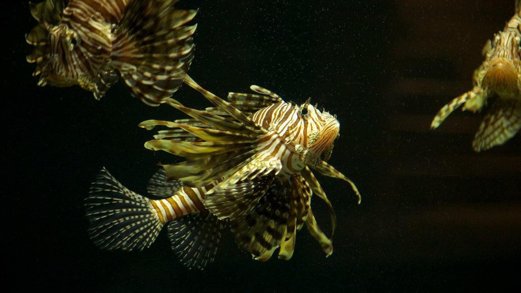 Acuario interactivo de Cancún ofreciendo vida marina