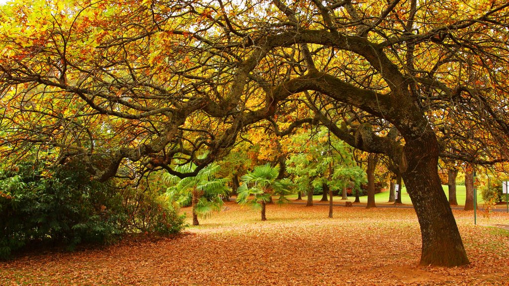 Beechworth que incluye colores de otoño y jardín