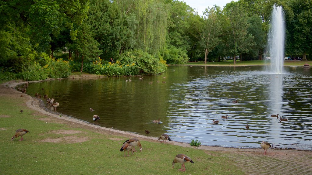 Eltville am Rhein que incluye aves, una fuente y un estanque