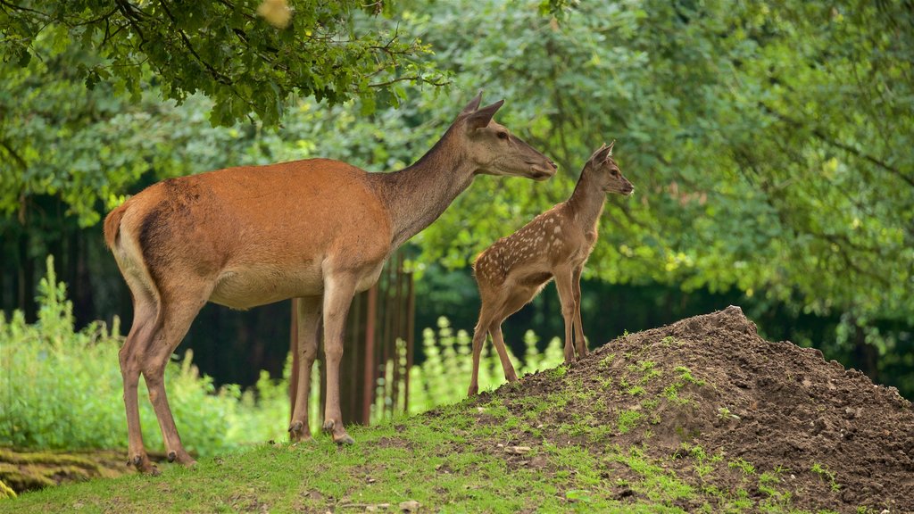 Parco degli animali di Olderdissen caratteristiche di animali di terra, animali da zoo e animali domestici