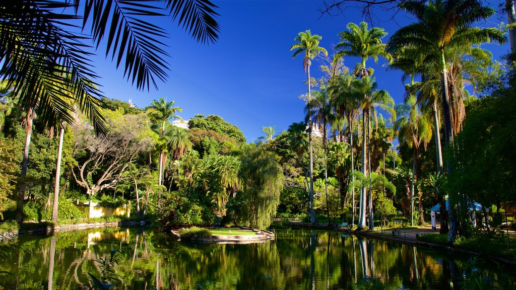 Parque municipal Americo Renne Giannetti mostrando un jardín y un estanque