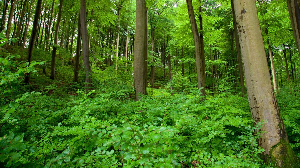 Parc national de Jasmund mettant en vedette forêts