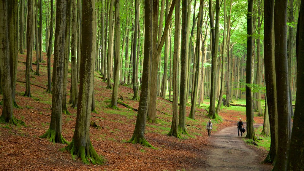 Jasmund National Park featuring forests, hiking or walking and a garden