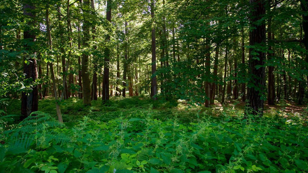 Graal Mueritz mostrando bosques