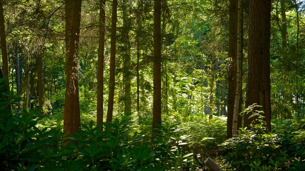 Graal-Müritz mettant en vedette forêts