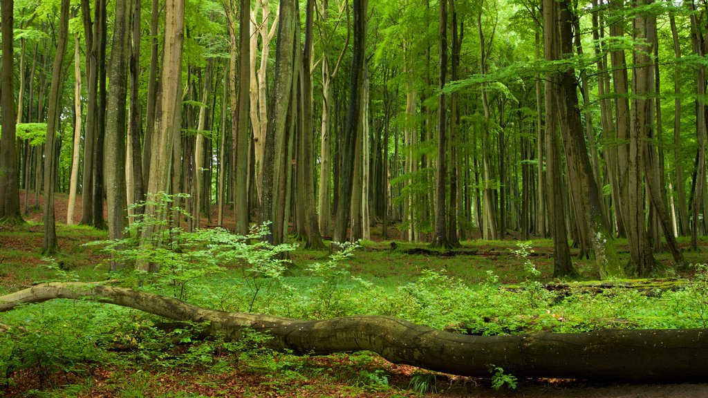 Parc national de Jasmund montrant paysages en forêt