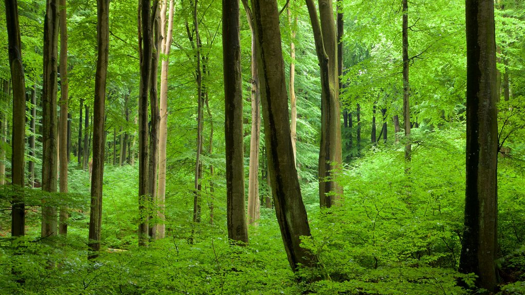 Parque Nacional Jasmund mostrando florestas