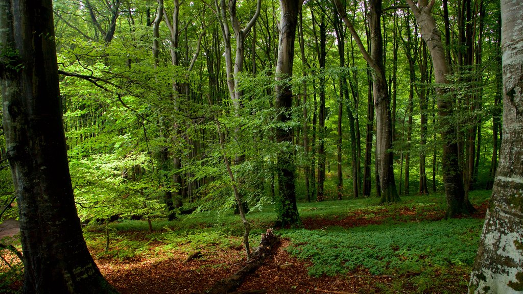 Jasmund National Park showing forest scenes