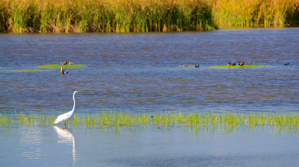 Lagoa da Ferradura caracterizando pântano e vida das aves