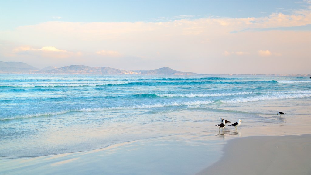 Forte Beach which includes bird life, a sandy beach and a sunset