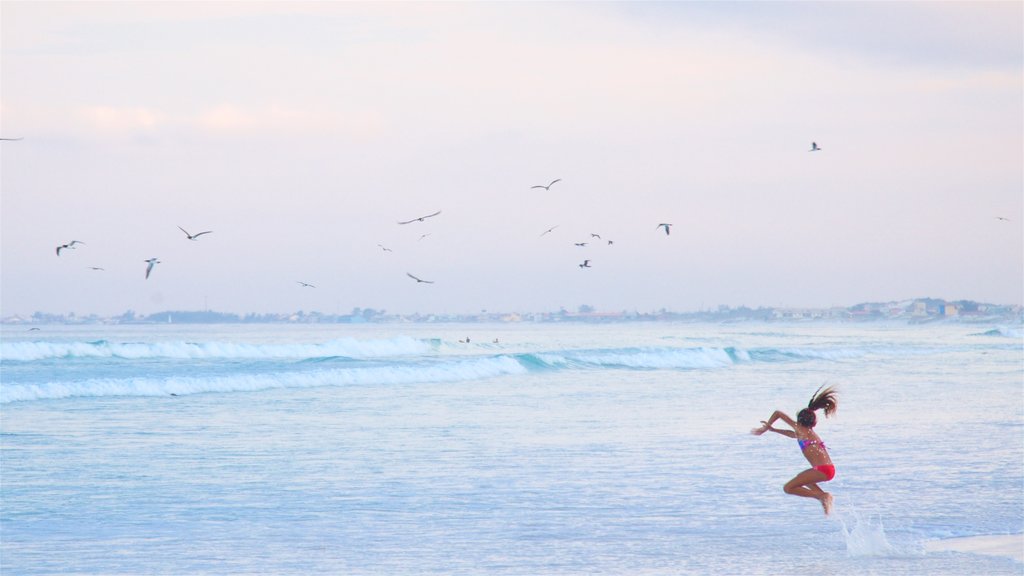 Forte-strand bevat een zonsondergang, vogels en algemene kustgezichten