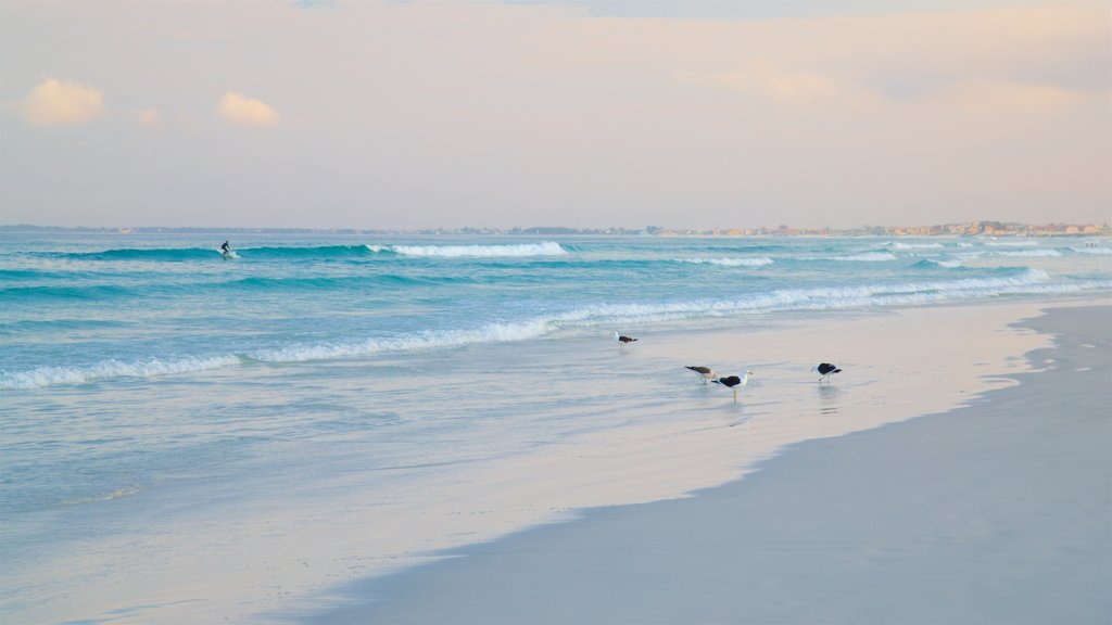 Dunas Beach which includes a sandy beach, general coastal views and bird life