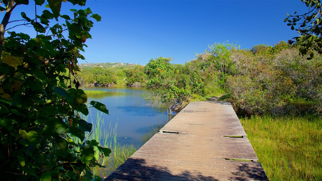 Ferradura Lagoon showing wetlands