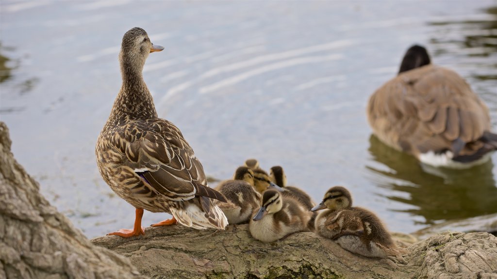 Onondaga Lake Park mostrando un estanque y vida de las aves