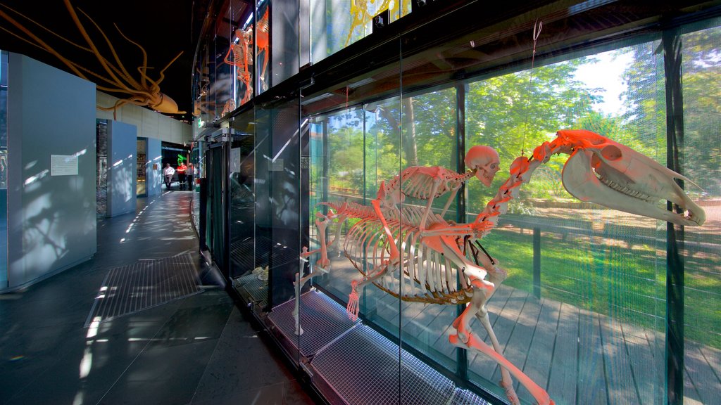 Muséum de Toulouse bevat interieur