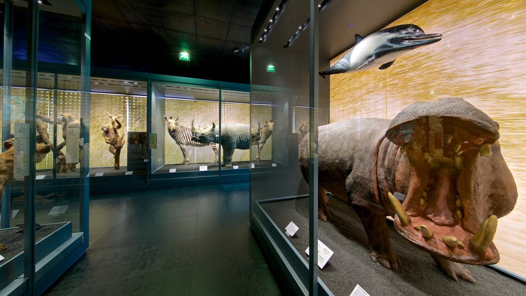 Museum of Toulouse showing interior views