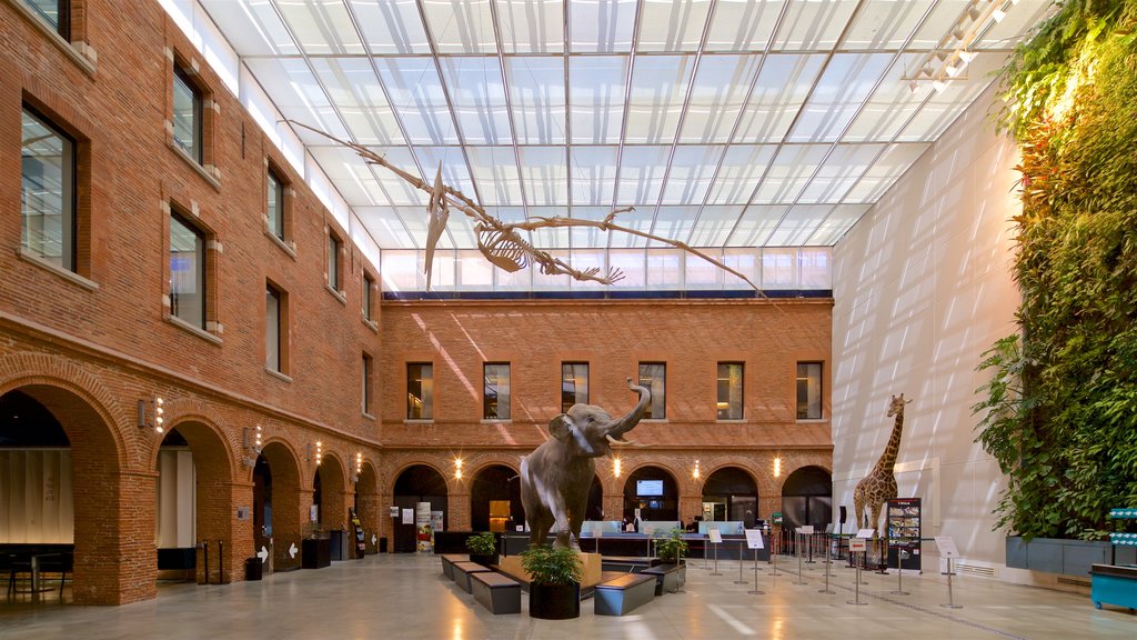 Museum of Toulouse showing interior views