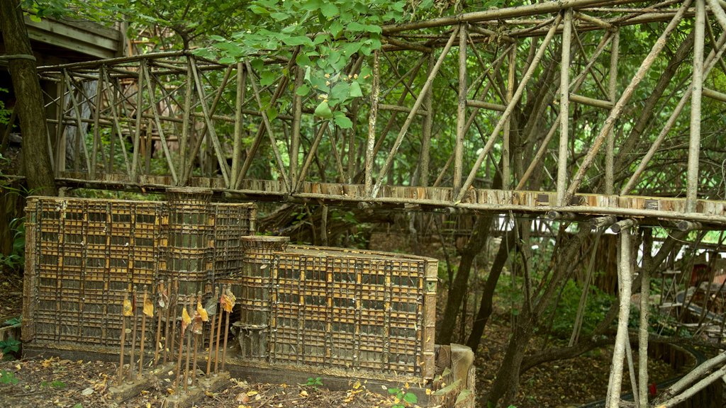 Lauritzen Gardens showing forest scenes