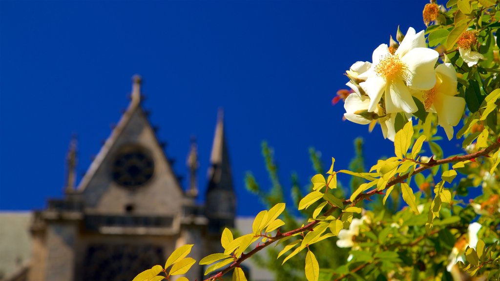 Jardin de l\'Eveche showing wildflowers