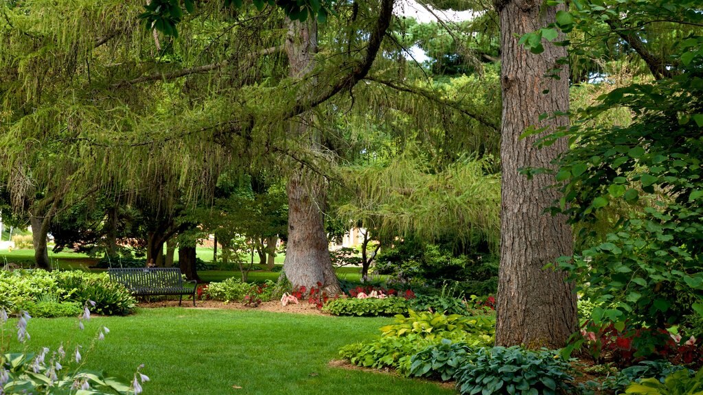 Vander Veer Botanical Park showing a park and wild flowers