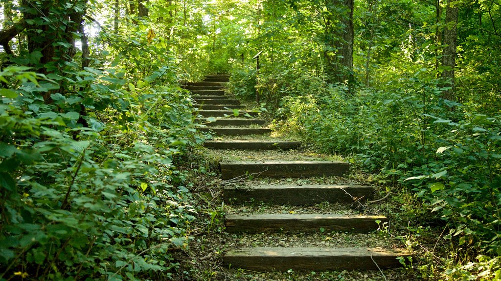 Área recreativa Mines of Spain que incluye imágenes de bosques y jardín