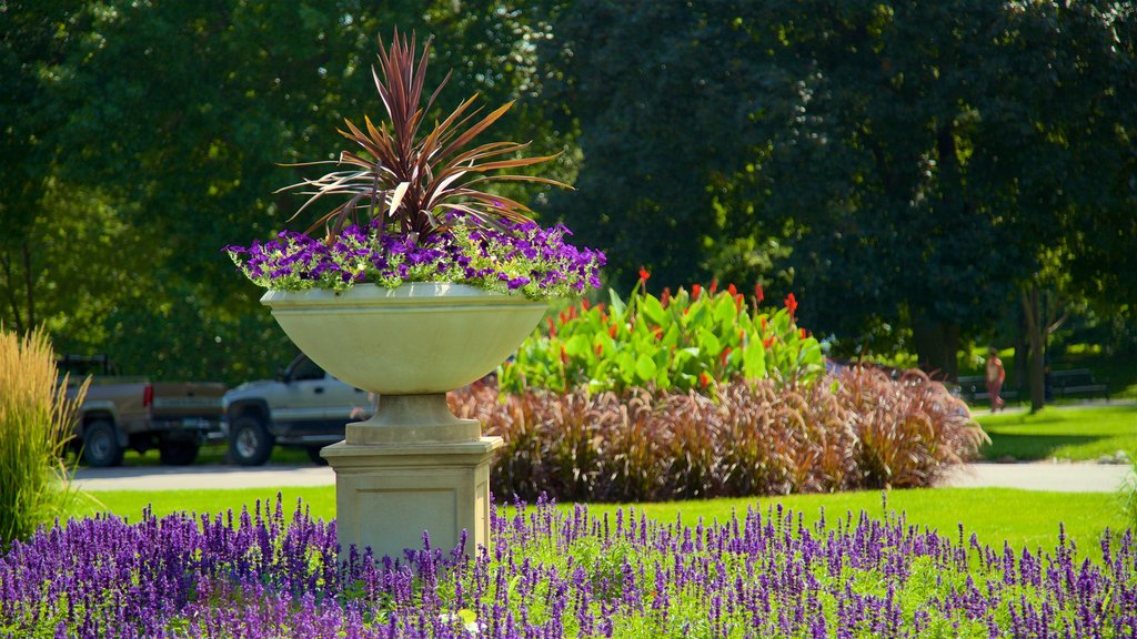 Vander Veer Botanical Park showing wild flowers and a park