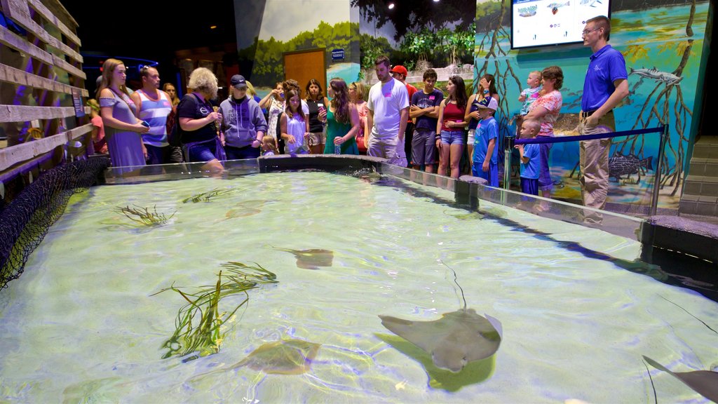 Akuarium dan Museum Nasional Sungai Mississippi yang mencakup pemandangan interior dan kehidupan laut maupun rombongan kecil