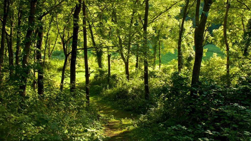 Mines of Spain Recreation Area showing forest scenes and a park