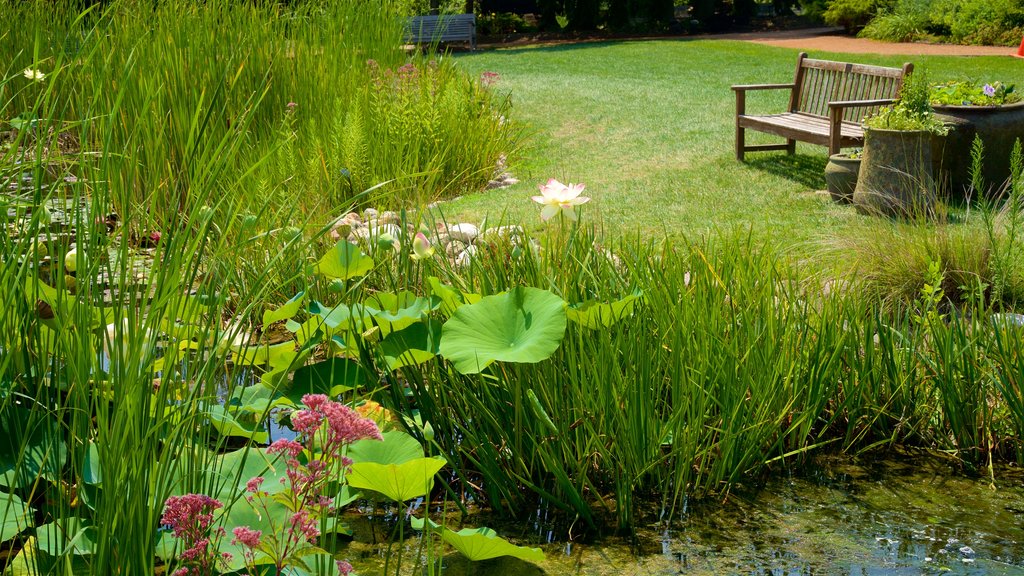 Reiman Gardens ofreciendo un estanque, flores silvestres y un jardín